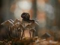 Herbstspaziergang von Frank Lange