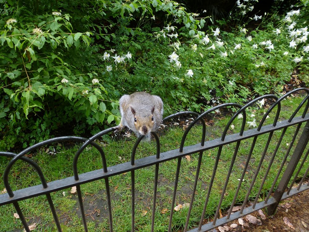 frecher Nager im Hyde Park von Stefan Schroeder