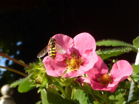 43_52 Meine Erdbeere will's nochmal wissen