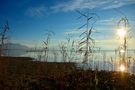 Chiemsee Bilder von winniwub