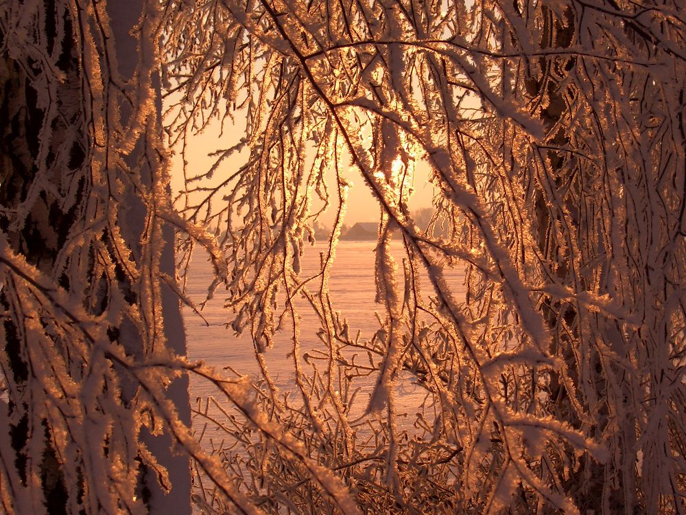 Frostiger Durchblick - Bild &amp; Foto von Rolf Kehrer aus 02 - Raureif ...