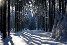 Winterwald VII von Martina Sch.