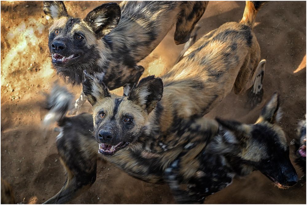 Wildhundfütterung von Franziska Heidner