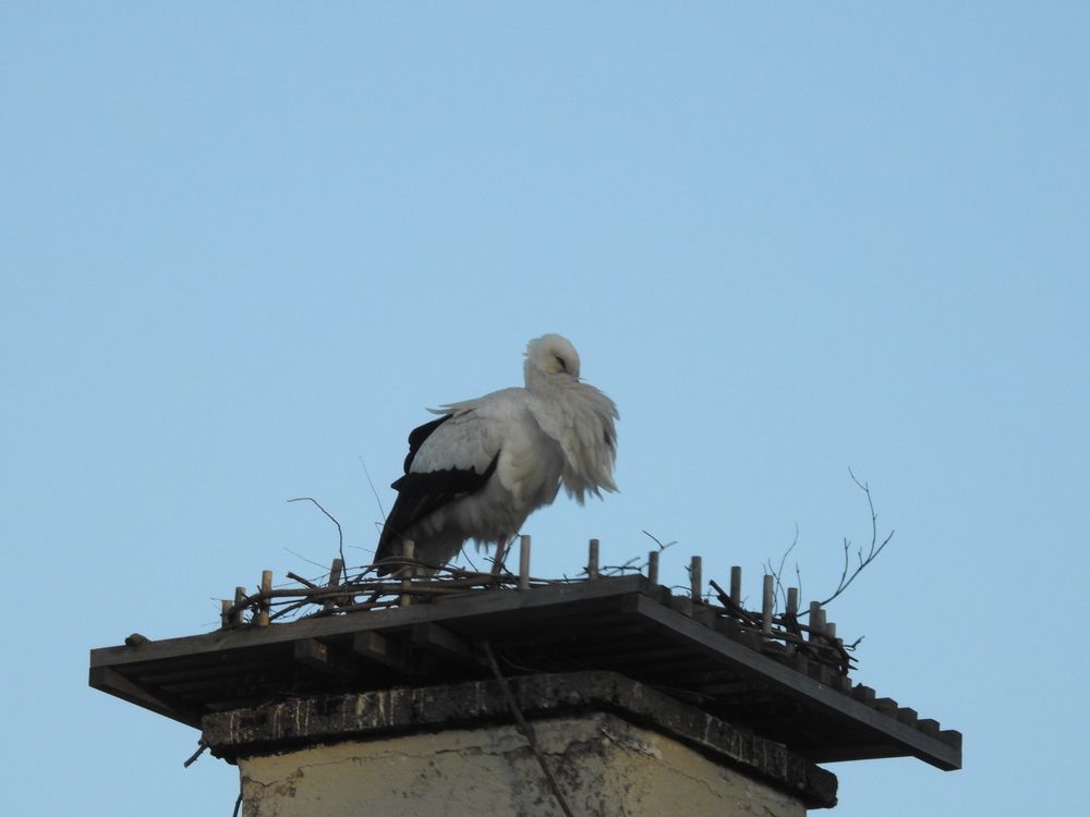 Nestbau von hele