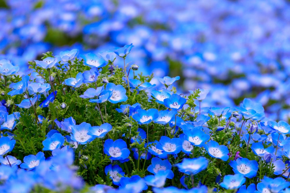 Blaue Nemophila von Nina MUC