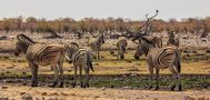 Etosha Wasserloch Rietfontein by Michael Stolz 