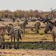 Etosha Wasserloch Rietfontein