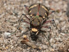 (4/4) Der Kupferbraune oder Dünen-Sandlaufkäfer (Cicindela hybrida)