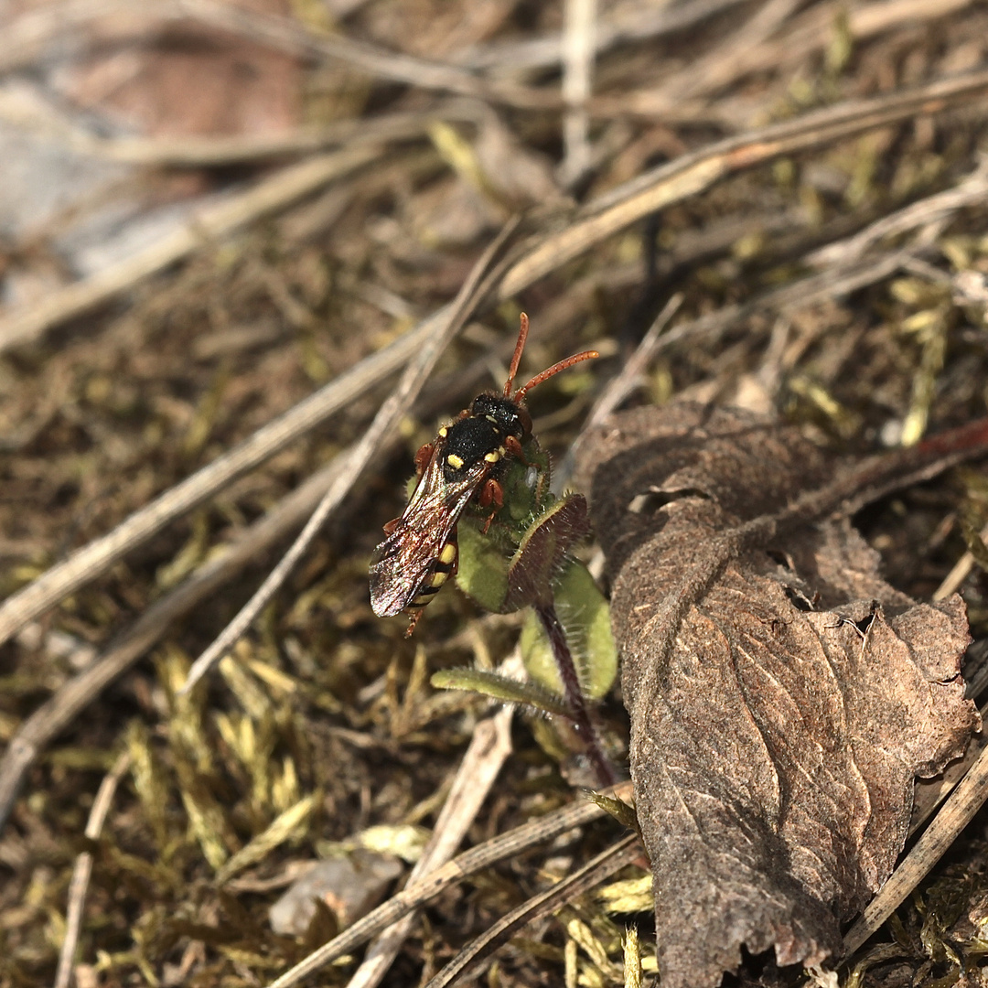 (4/4) Kampf zwischen zwei Weibchen der Wespenbiene Nomada fucata ...