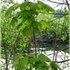 Feuilles parapluie