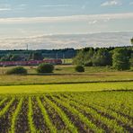 440er Mops bei den Aussaat-Reihen