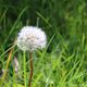 Pusteblume