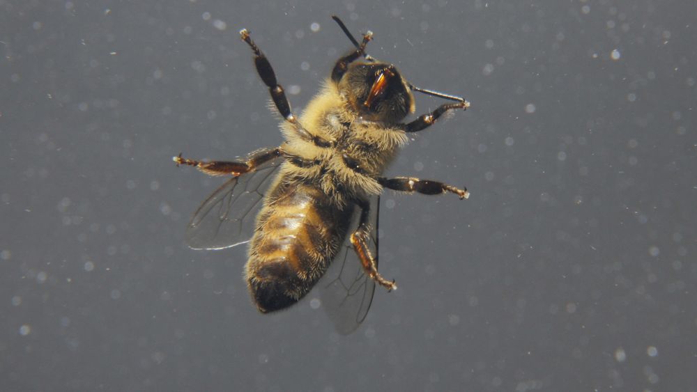 Biene aus einem anderen Blickwinkel von guitarchris 