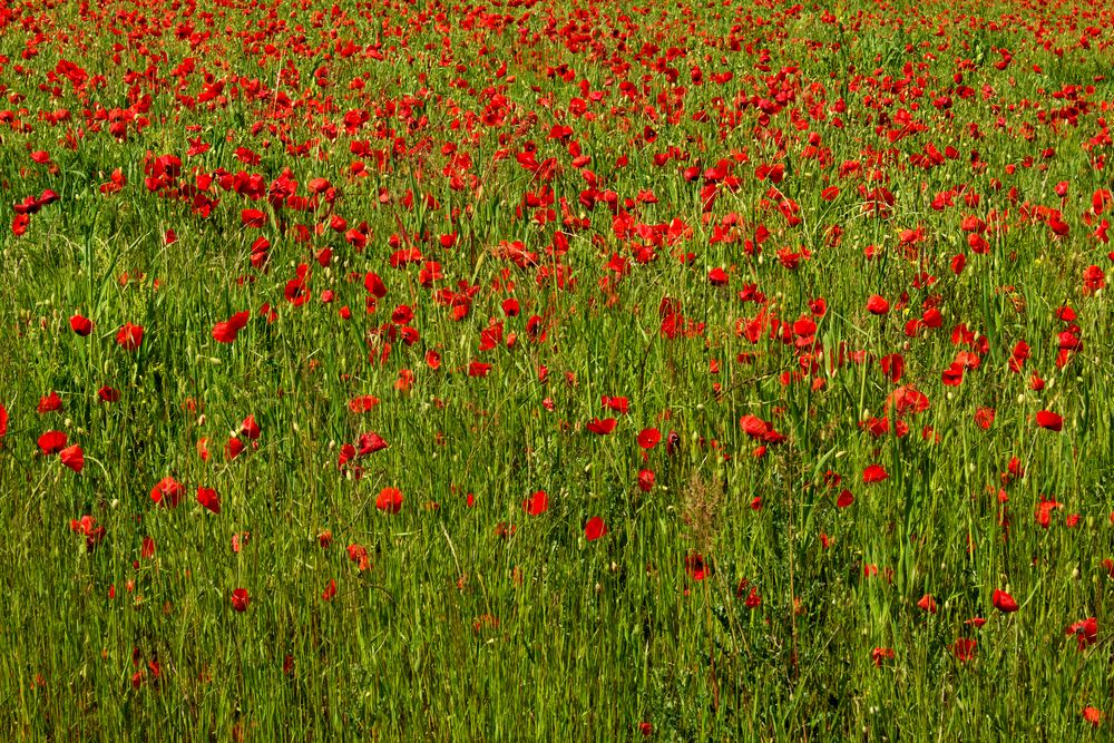 Champ de Coquelicots, RED VS GREEN de jerejacq 