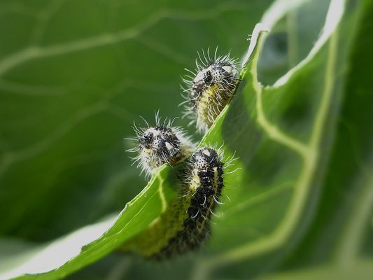 44_52 Invasion der Krautwürmer