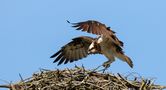 Fischadler im Anflug auf seinen Horst by Günni