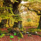 4454G Kellerwald Herbst mit Sonnenstrahlen