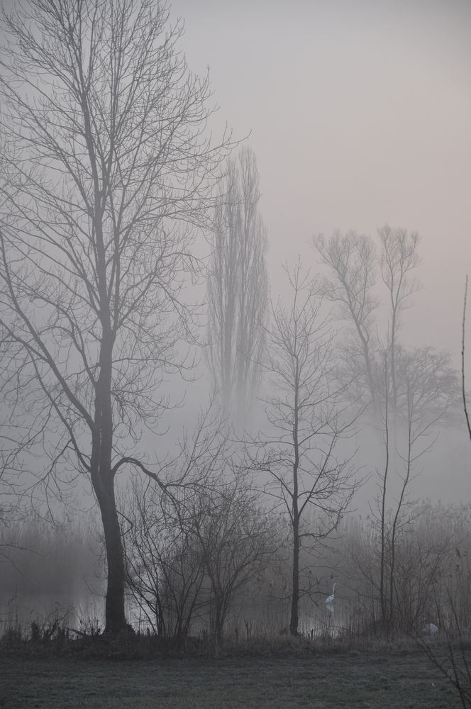 foggy morning von napho