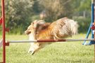 Sheltie Power  von Pedili