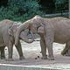 Vor ca 30 Jahren - Tiergarten Nrnberg