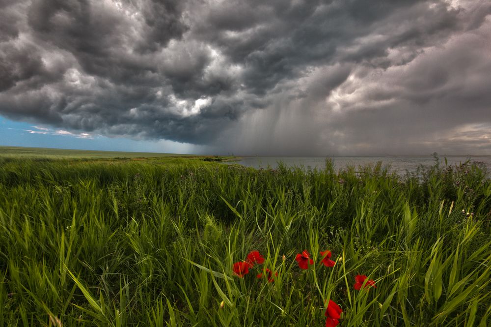 Sturmmohn von Fabian Ploppa