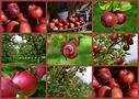 Apfelernte! de Doris Wepfer 