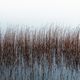 Grasses in the lake 1