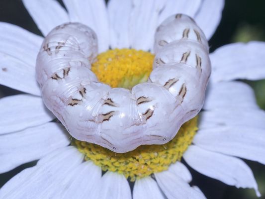 (4/5) Auflösung "Wer sieht's???" von gestern: KAMILLE-MÖNCH (Cucullia chamomillae)