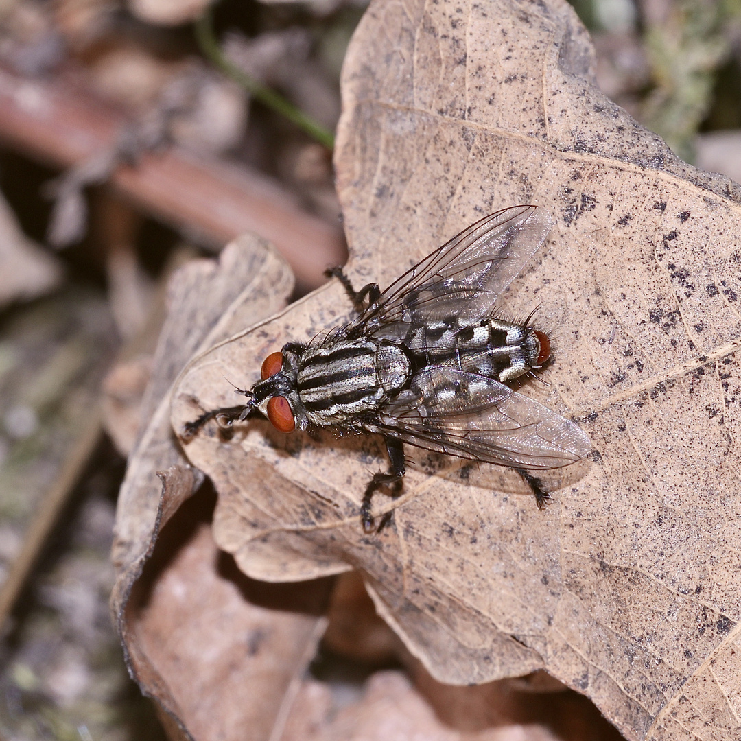 (45) "Beifang" aus der Wildbienenkolonie in Neukappl/Opf., Sommer 2019