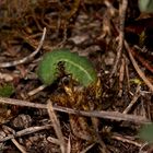 (4/5) Eine Raupe des Gemeinen Bläulings (Polyommatus icarus)!