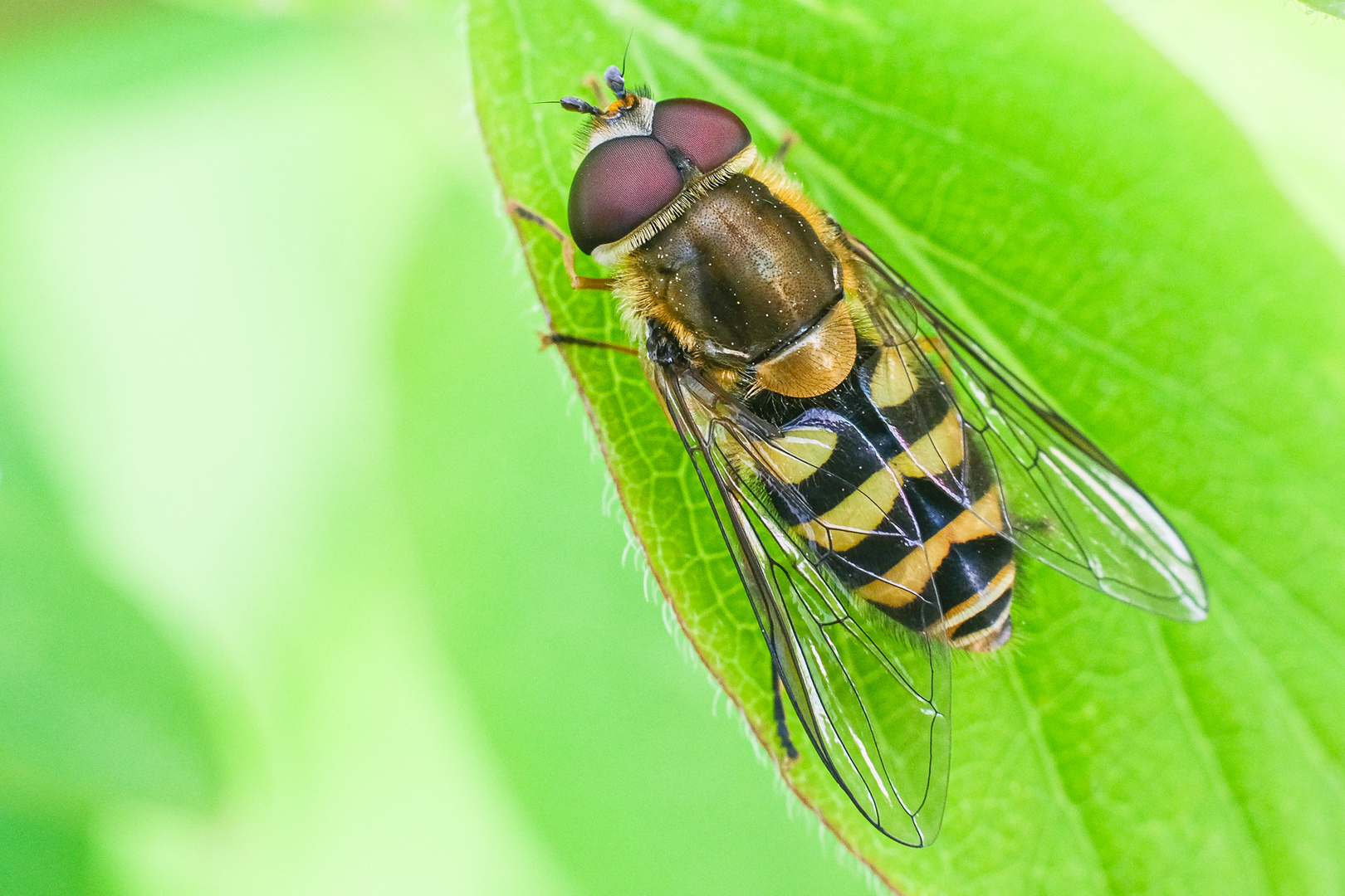 #45 Große Schwebfliege