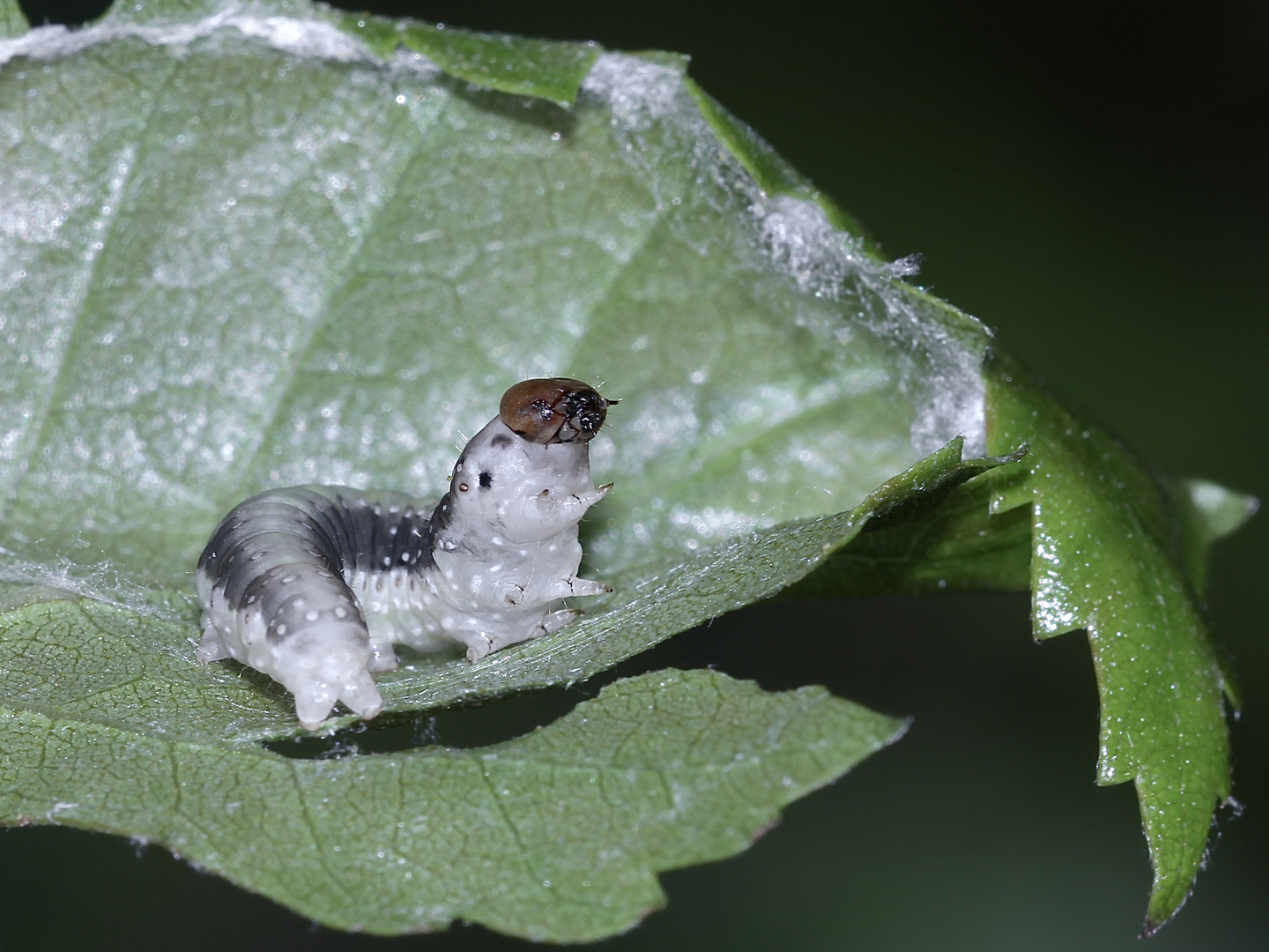 (4/5) Raupen des Gelbhorn-Eulenspinners (Achlya flavicornis) an Birke