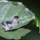 (4/5) Raupen des Gelbhorn-Eulenspinners (Achlya flavicornis) an Birke