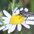 (4/5) Schillernde  Persönlichkeit und ein Doppelmord in der Oberpfalz!