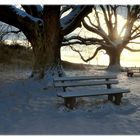 450 years of lime tree per bench....