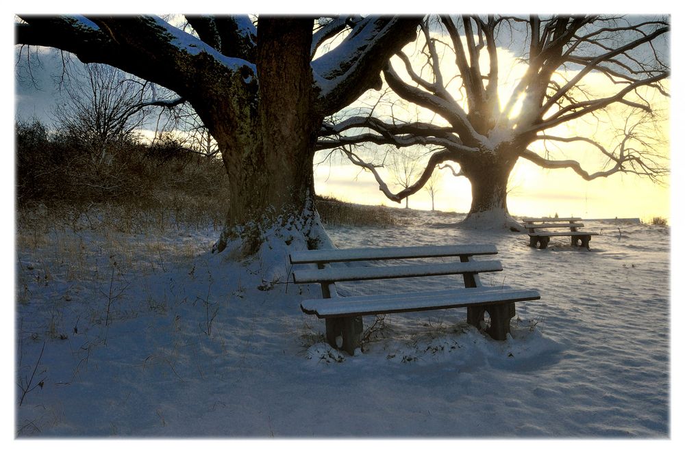 450 years of lime tree per bench....