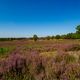 In volle Blte - Fischbeker Heide 