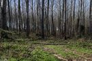 LA FORÊT SUR LE CHEMIN DE HALAGE de Josiane64 