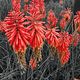 Kniphofia Flowers