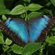 Blue Morpho