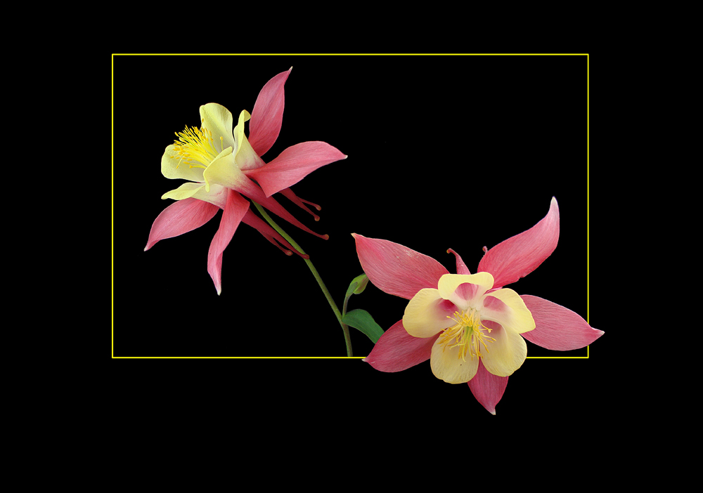 454 AQUILEGIA