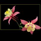 454 AQUILEGIA