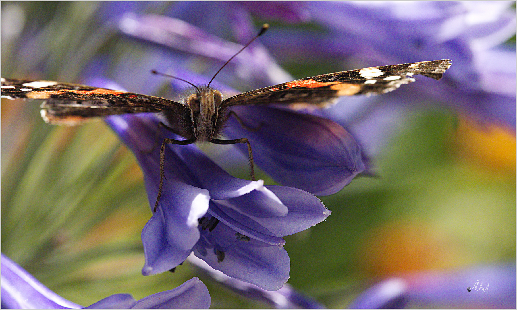 4540  ***   Gartenbesucher ___