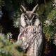 Waldohreule.....Long-eared owl