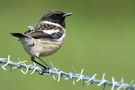 Stonechat  by Edgar Tossijn