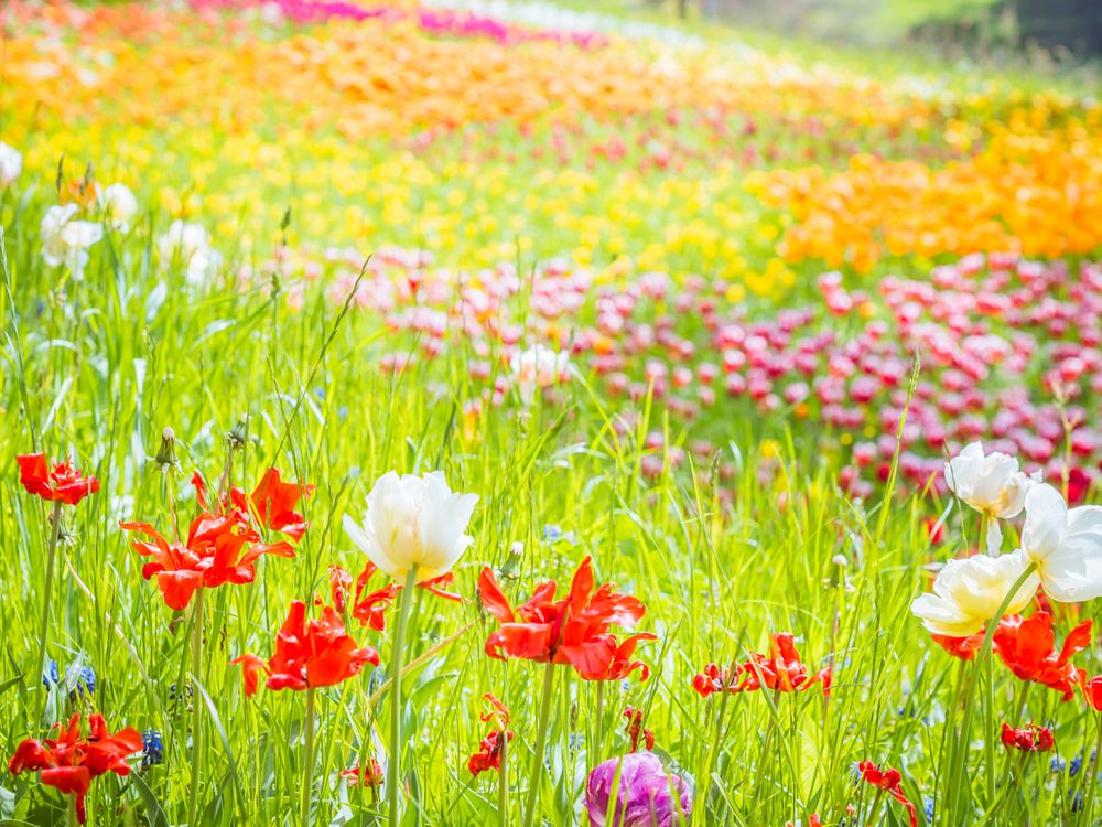 Mainau Tulpen von was-fuers-auge 