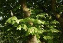 Feuilles de maronnier de anne-marie wallon