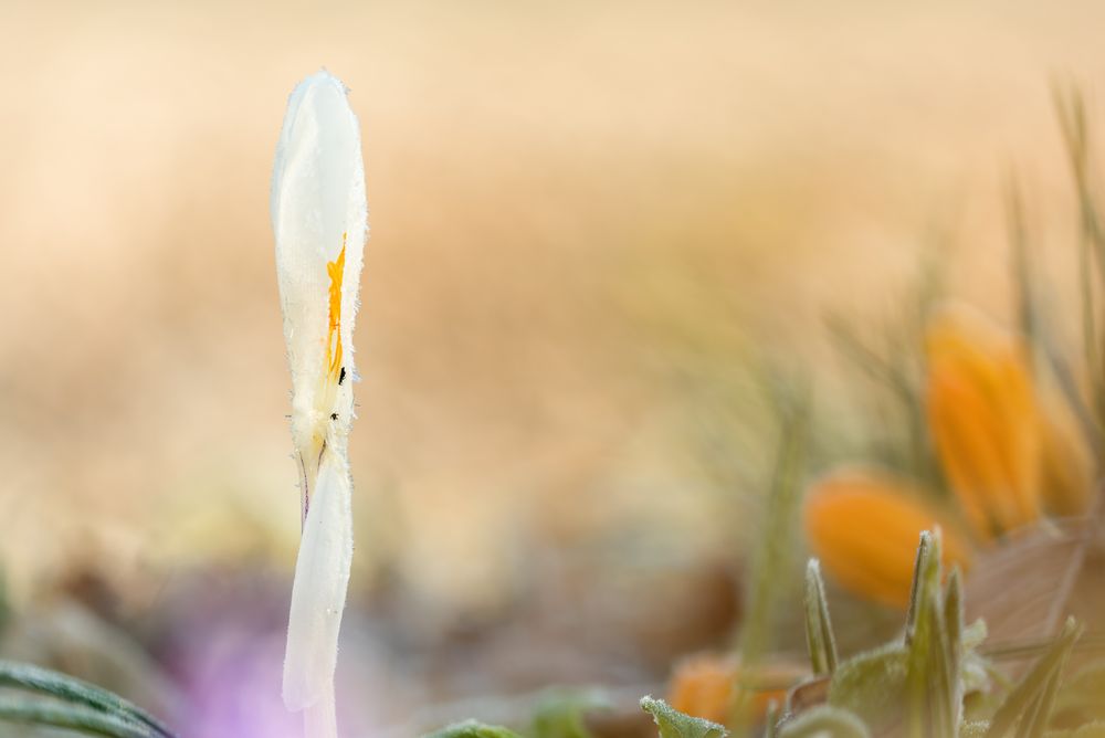 Krokus von Helmut Deckenbach