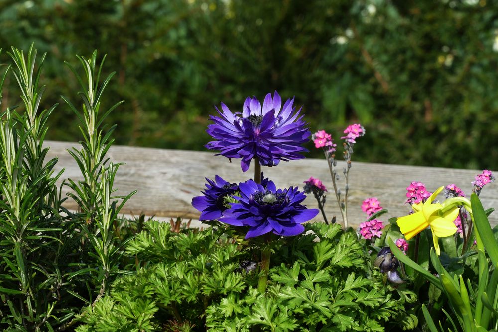 Tolle Farbe von hensken