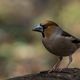  Kernbeier (Coccothraustes coccothraustes)